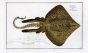 THE ROUGH RAY THORNBACK print (Raja Rubus)