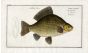 THE CRUCIAN CARP Bloch fish print 1758 (Cyprinus Carassius)