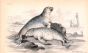 THE COMMON SEAL OF THE FRENCH COASTS ACCORDING TO CUVIER print
