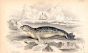 PHOCA HISPIDA or ROUGH or FELID SEAL OF NORTHERN SEAS print