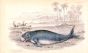 DUGUNGUS INDICUS - DUGONG OF EAST INDIES print