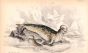 THE CRESTED SEAL print