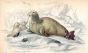 THE WALRUS OR SEA HORSE print
