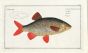 THE RUDD Bloch fish print 1758 (Cyprinus Erythrophthalmus)