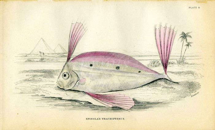 JARDINE/LIZARS - THE SPINOLA'S TRACHIPTERUS fish print