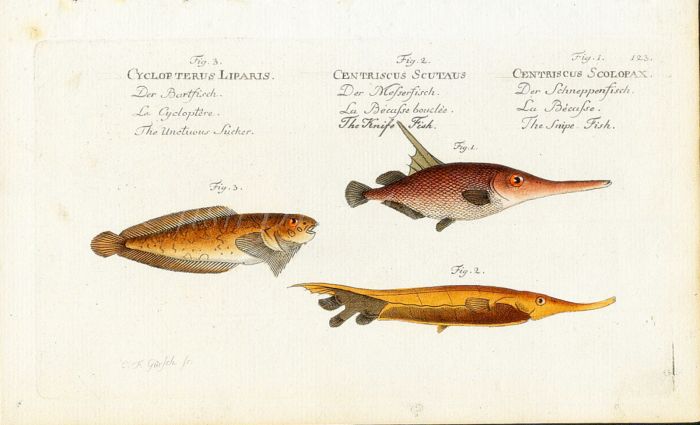 THE SUCKER, KNIFE & SNIPE FISH print (Liparis, Scutaus, Scolopax)