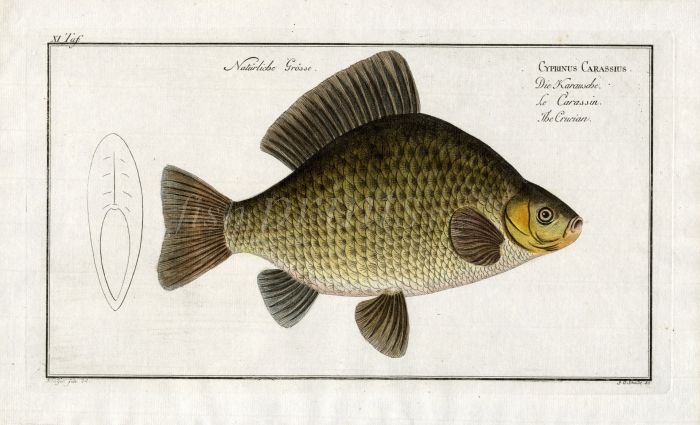 THE CRUCIAN CARP Bloch fish print 1758 (Cyprinus Carassius)
