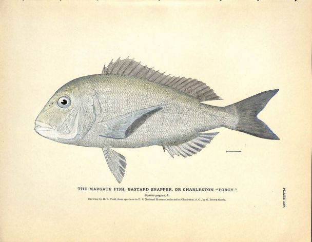THE MARGATE FISH OR BARSTARD SNAPPER print