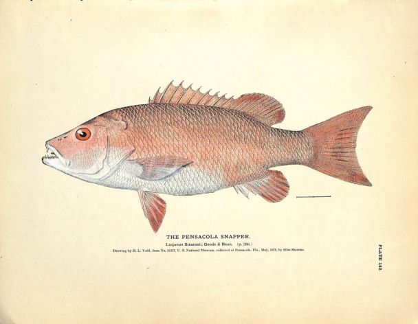 THE PENSACOLA SNAPPER print