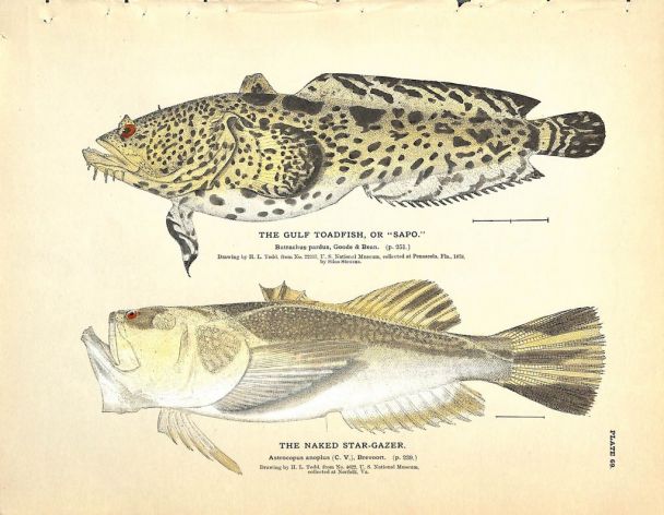 THE GULF TOADFISH & NAKED STARGAZER print