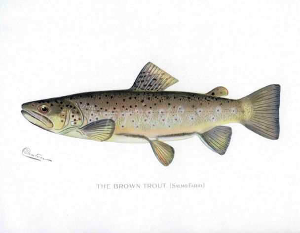 THE MALE BROWN TROUT print (Salmo Fario ) 