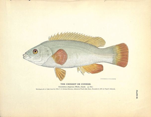 THE CHOGSET OR GUNNER print