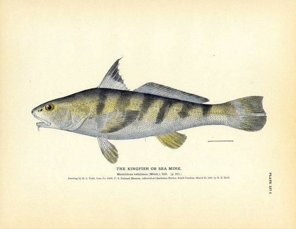 THE KINGFISH  or SEA MINK print