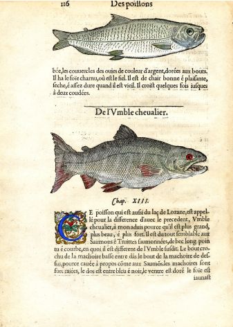 RONDELET FISH PRINT - THE ARCTIC CHAR  - WOODCUT 1558