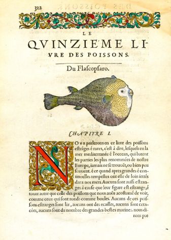 RONDELET FISH PRINT - THE PUFFERFISH - WOODCUT 1558