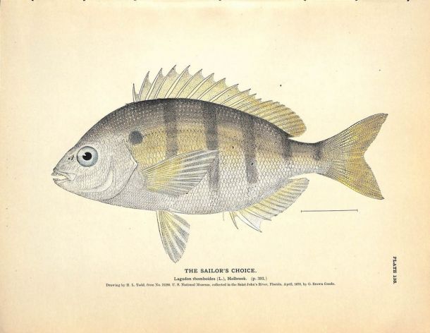 THE SAILOR'S CHOICE print