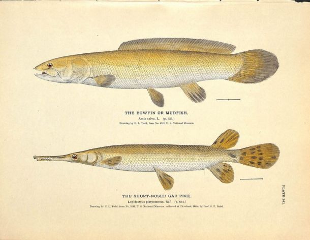 THE BOWFIN OR MUDFISH & SHORT-NOSED GARPIKE print