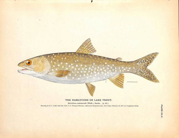 THE NAMAYCUSH TROUT OR LAKE TROUT print