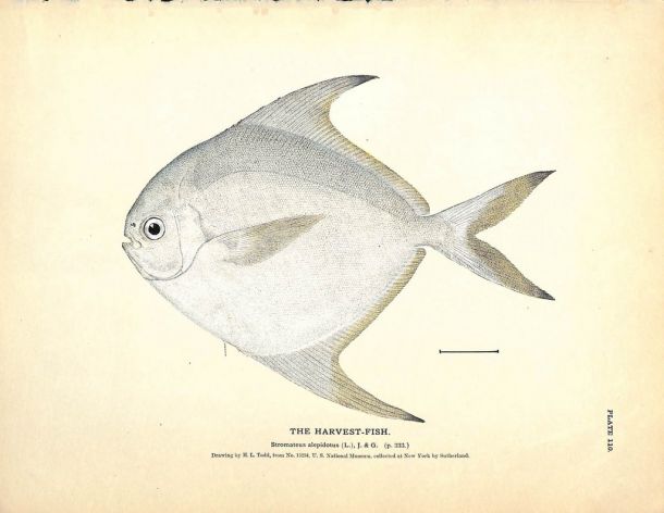 THE HARVEST-FISH print