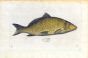 SALVIANI - THE COMMON CARP fish print (Cyprinus) 1554