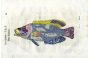 ALDROVANDI - THE PEACOCK WRASSE woodcut fish print 1638
