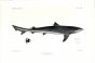 THE SCHOOL SHARK - GALEUS VULGARIS  ish print