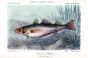 THE WHITING