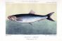 THE HERRING