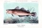 THE ATLANTIC COD