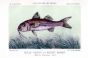 THE RED MULLET