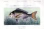 THE SEA BREAM