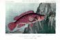THE BALLAN WRASSE