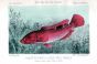 THE CUKOO WRASSE