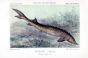 THE COMMON STURGEON