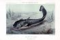 THE EUROPEAN CATFISH