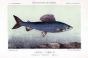 THE GRAYLING