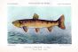 THE BROWN TROUT