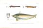SILURICHTHYS & CALLICHROUS BIMACULATUS catfish print