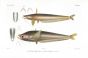 WALLAGO RUSSELLII & BELODONTICHTHYS MACROCHIR catfish print