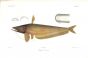 WALLAGO LEERII CATFISH print