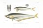 MICRONEMA HEXAPTERUS & TYPUS catfish print
