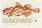ALDROVANDI - THE SCORPION FISH  woodcut fish print 1638 