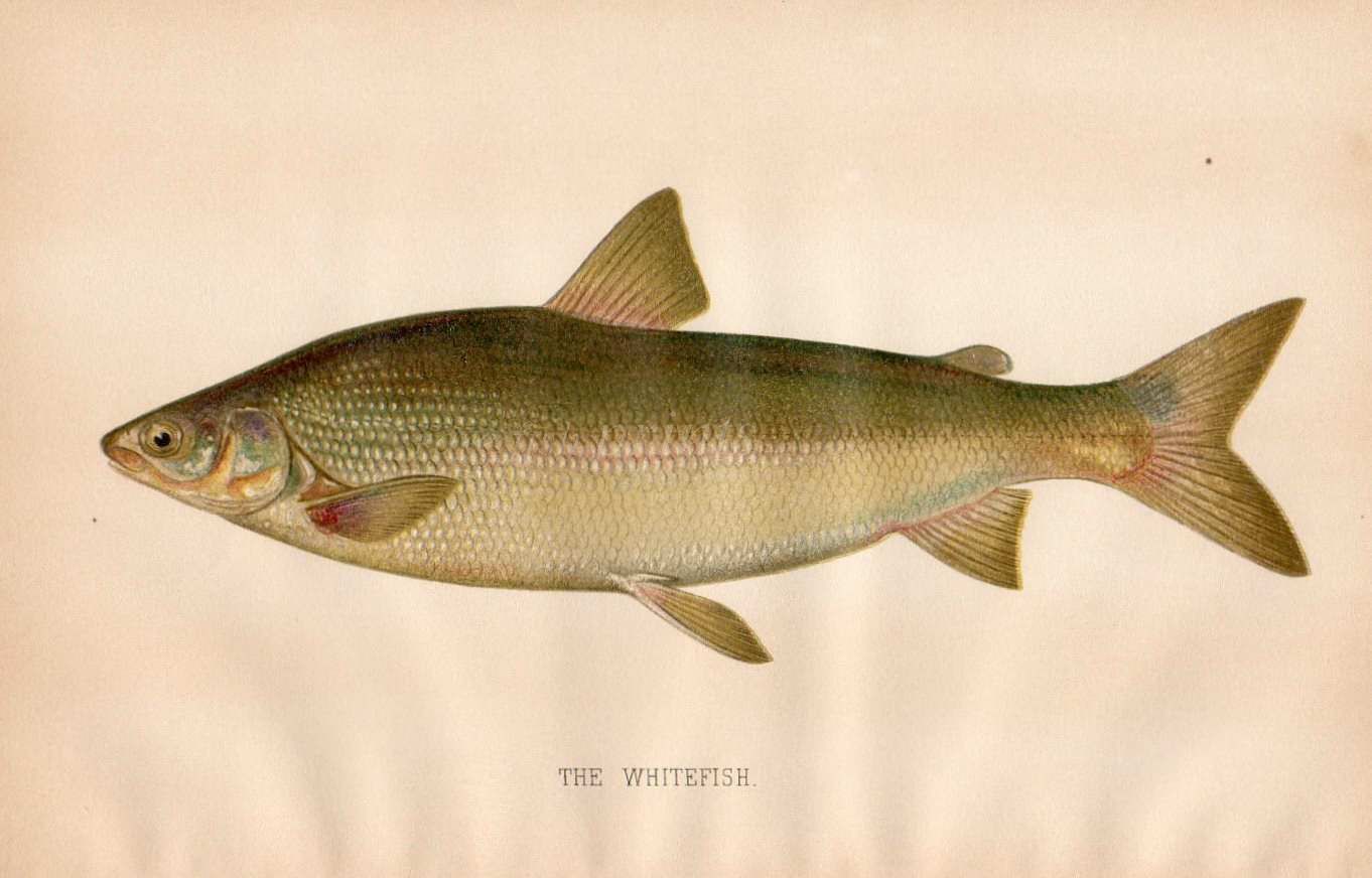 Script Whitefish THE WHITEFISH