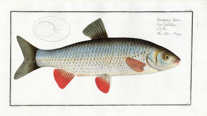 THE IDUS CARP Bloch fish print (Cyprinus Idus)