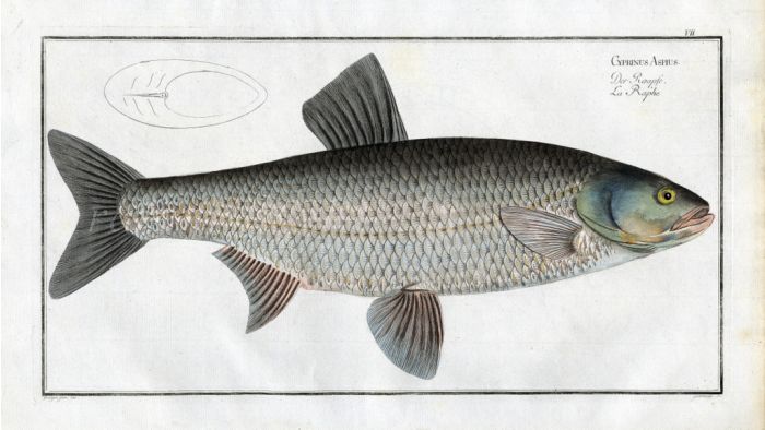 THE ASP Bloch fish print (Cyprinus Aspius)