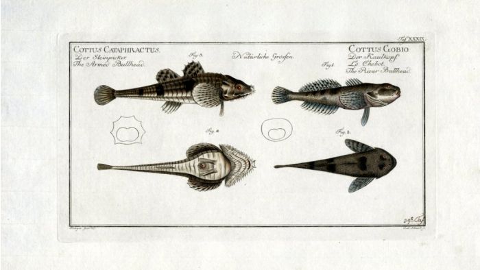 THE ARMED AND RIVER BULLHEAD print (Cottus Cataphractus & Gobio)