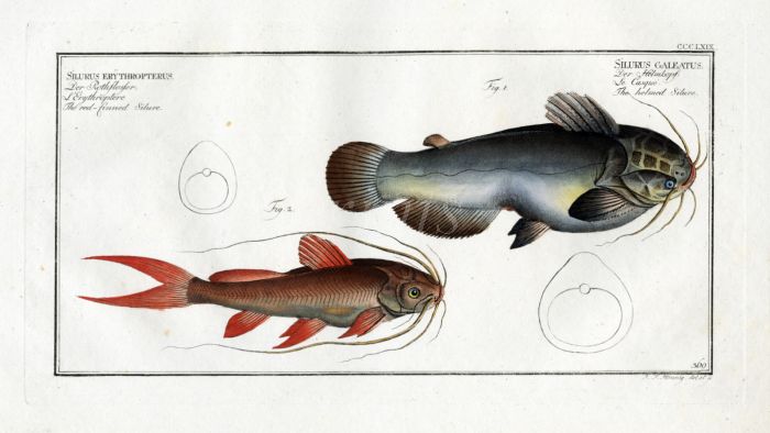 THE RED-FINNED CATFISH print & The HELMED SILURE 1794 (Silurus Erythropterus)