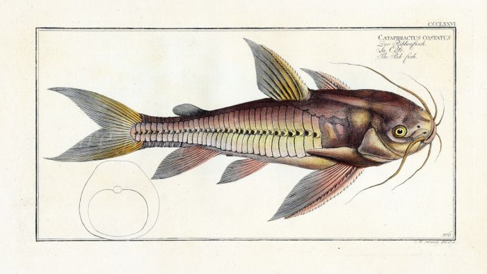 THE RIB CATFISH Bloch fish print (Cataphractus Costatus)