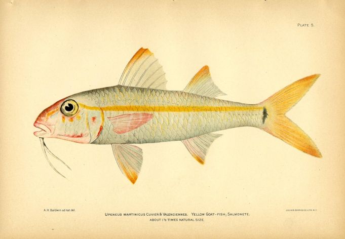 THE YELLOW GOATFISH print