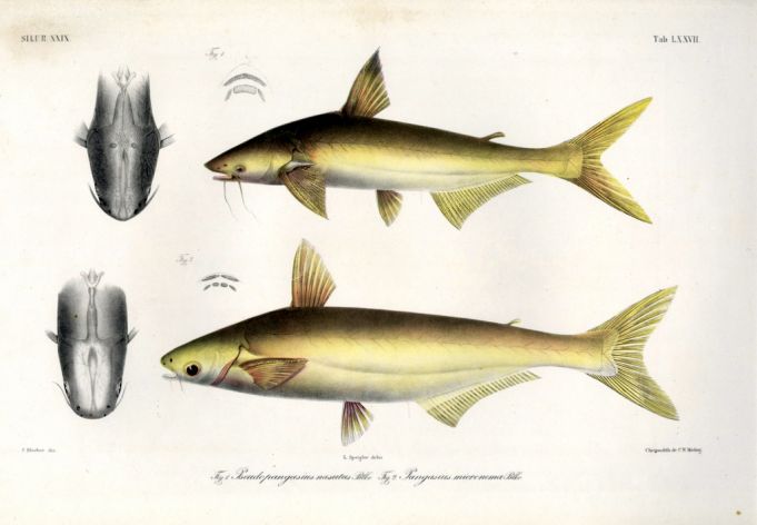 PSEUDOPANGASIUS NASUTUS & PANGASIUS MICRONEMA - SHARK CATISH print